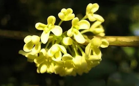 描寫桂花的優(yōu)美句子(精選130句)