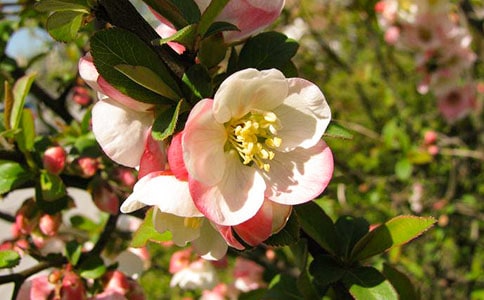 觀《大魚海棠》有感精選8篇