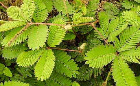 觀察含羞草日記(合集15篇)