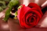 插花如何挑選好玫瑰