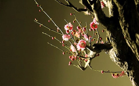 梅花的優(yōu)美詩(shī)句