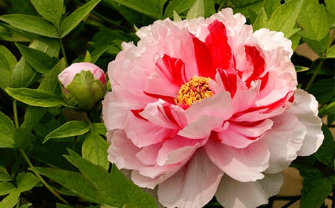 牡丹江日語導(dǎo)游詞