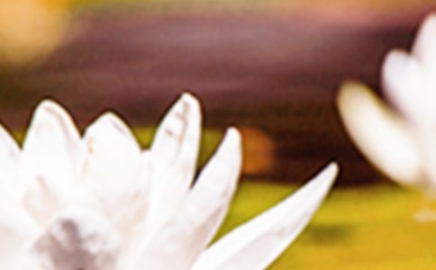 夏至句子唯美收藏