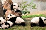 熊貓作文300字5篇(合集)
