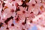 描寫櫻花的唯美句子大全