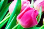 郁金香插花和養(yǎng)護技巧