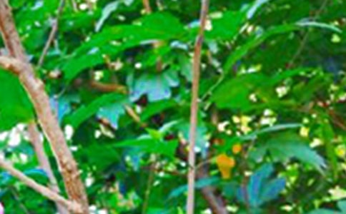 精選治愈系早安問候語52句