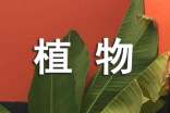 家中養(yǎng)哪種植物對風(fēng)水好
