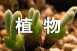 入境植物及植物產(chǎn)品報檢特殊要求