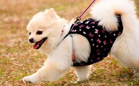 關于小狗作文500字匯編六篇